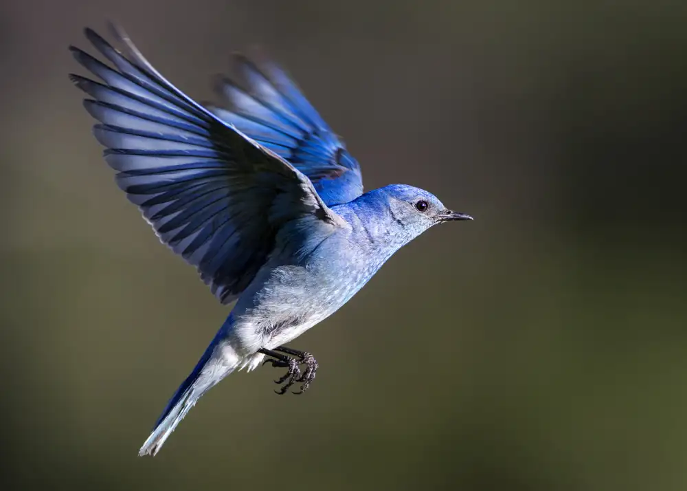 Verdon: Uccello blu di montagna