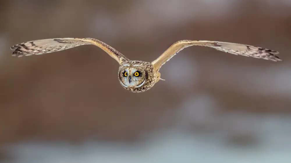 Zuo, Jun: Hibou à oreilles courtes en vol