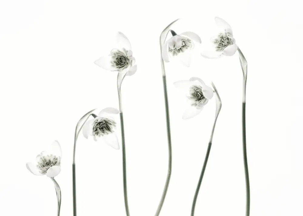 Grønkjær, Lotte: Snowdrops