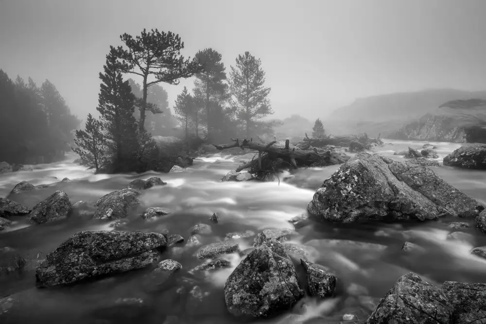 Goran, Tony: Foggy day