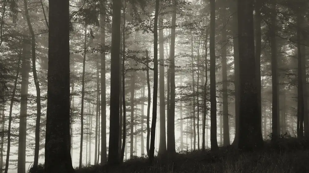 Schade, Peter: In the wood