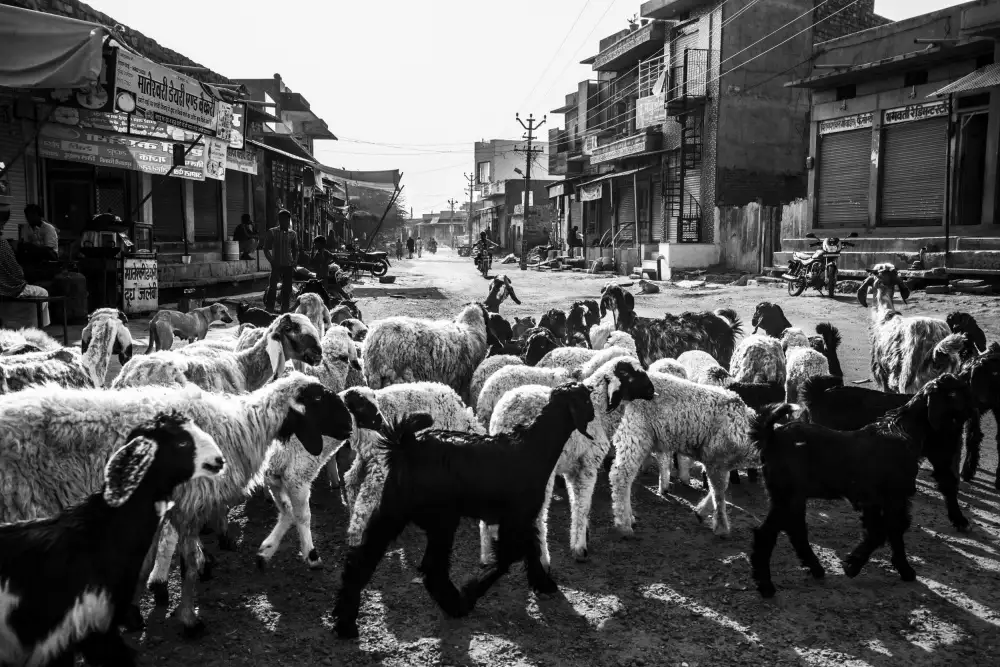 Rana, Ajit: A Flock of Sheep in Rohet Village