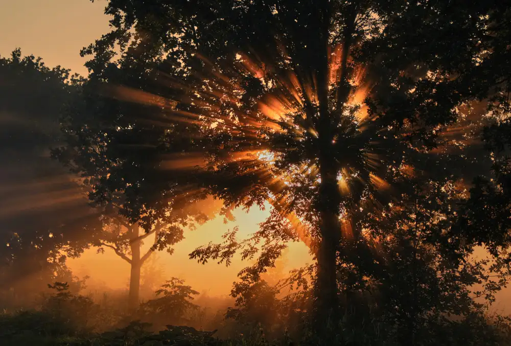 Schade, Peter: Burning tree