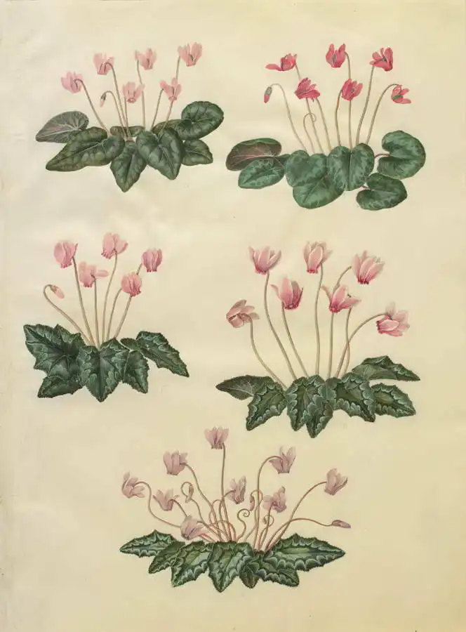 Holtzbecher, Johannes: Cyclamen purpurascens