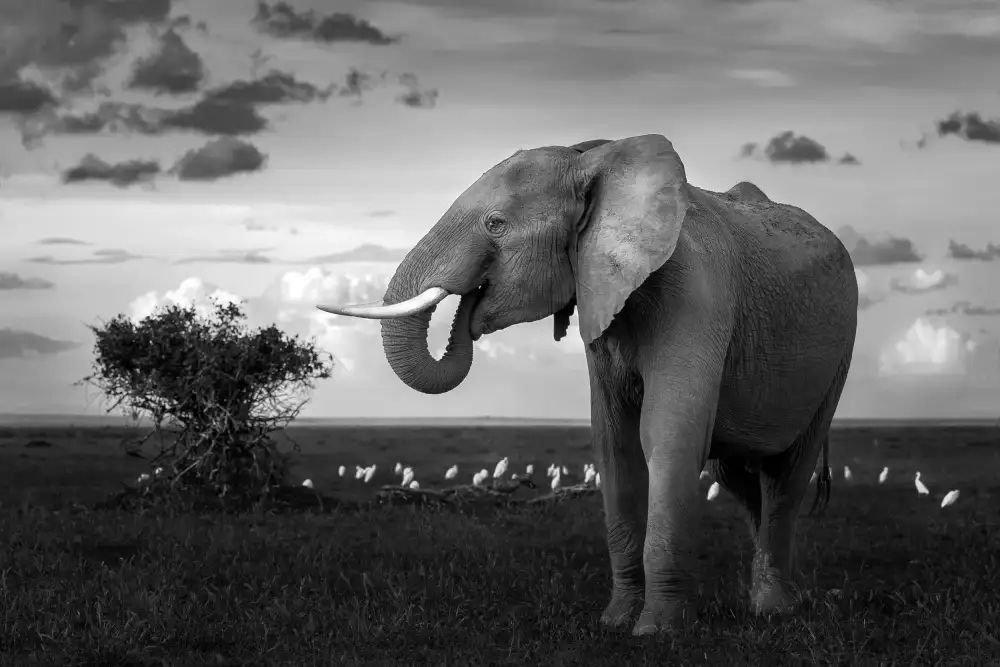 Sobhi, Ahmed: Beautiful Elephant