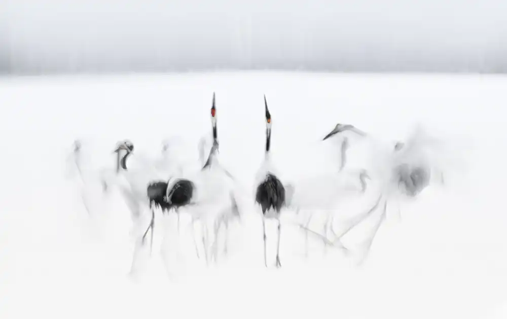 Deng, Larry: Calligraphic ballet