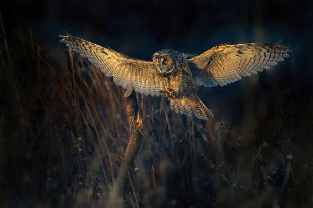 Ge, Robert: Long-eared owl