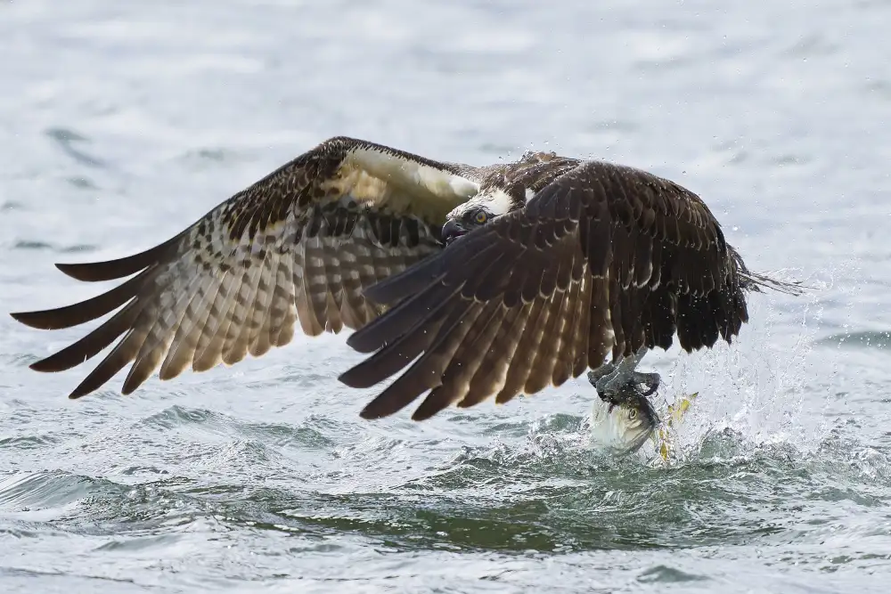 Chen, Johnny: Falco pescatore