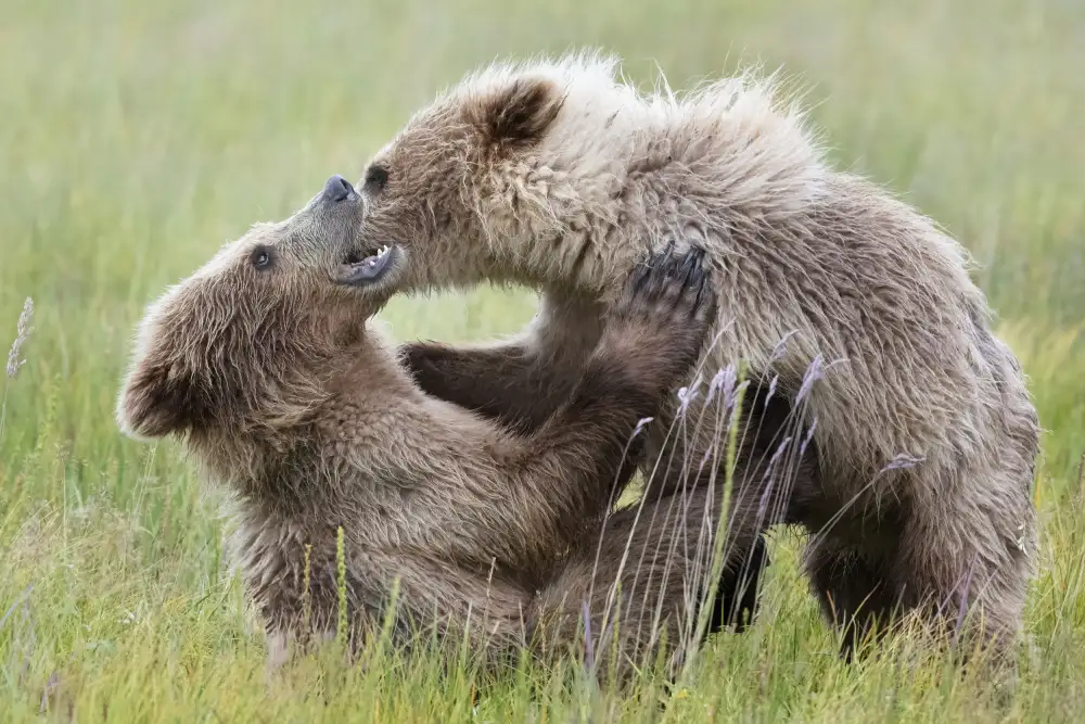 Lester, D Linda: Cuccioli di orso che giocano