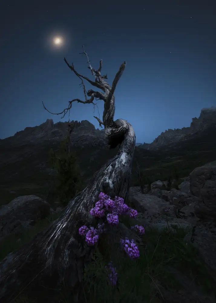 Li, Romantic: Cycle