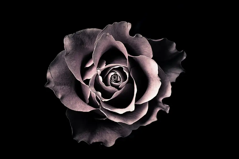 Julie, Angel: Rose