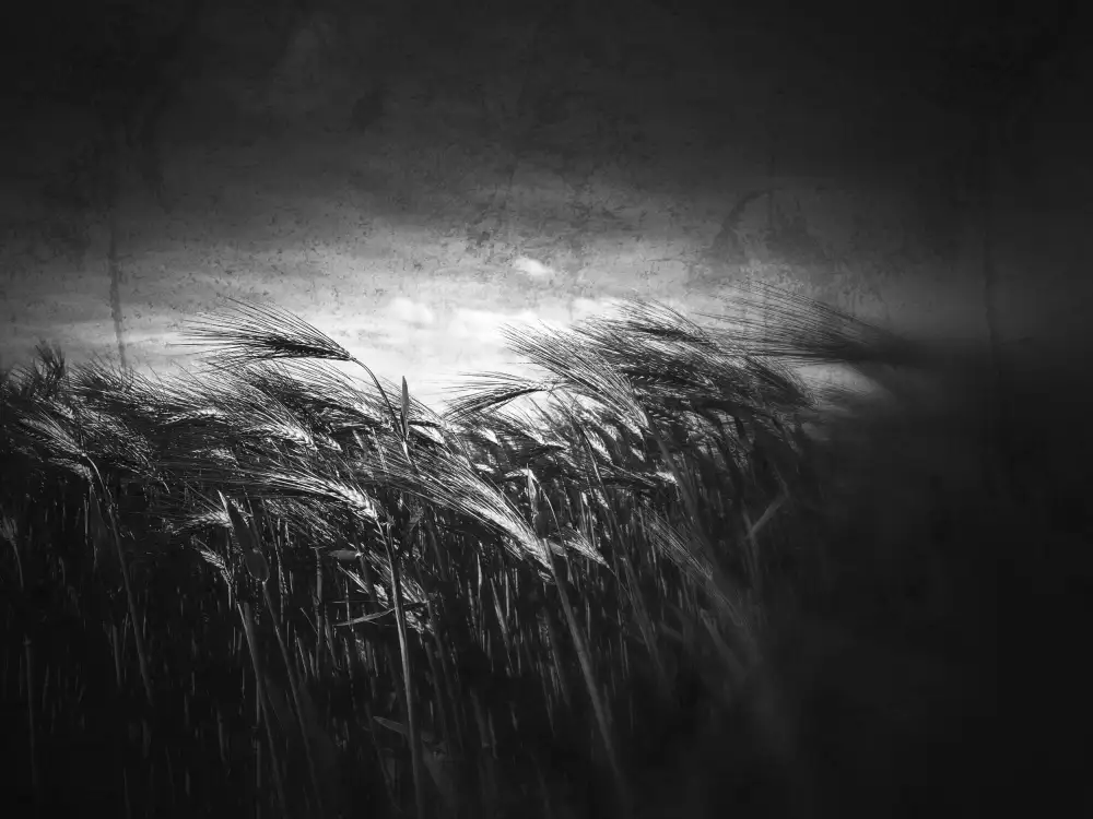 Margau, Delphine: When the silence begins to tell