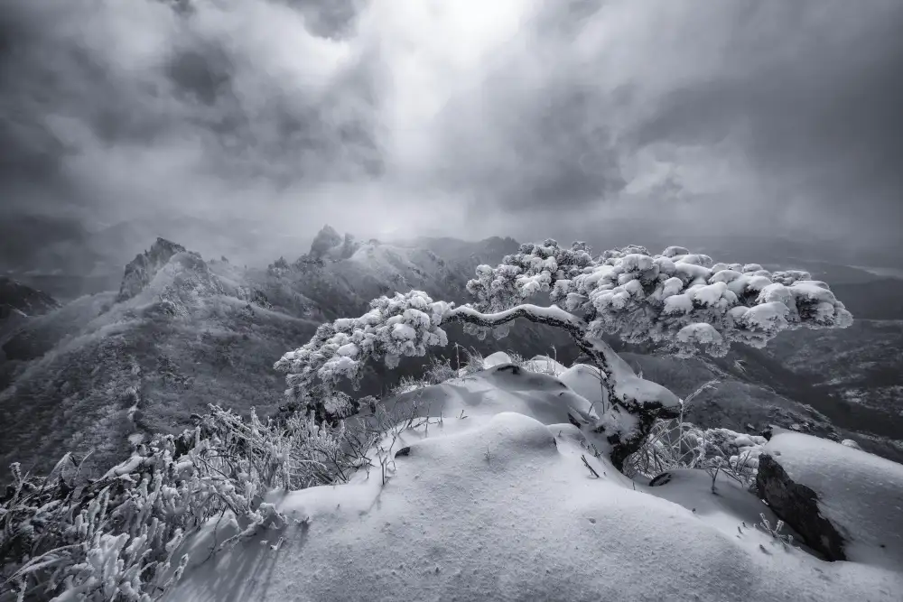 Seo, Tiger: Mountain Top