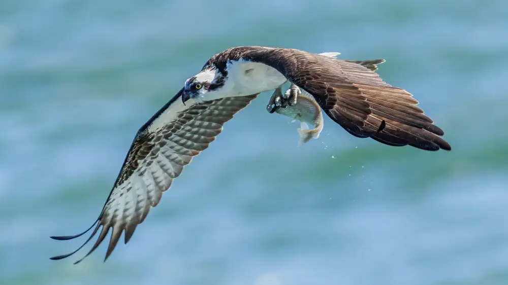 Cai, James: Osprey 1