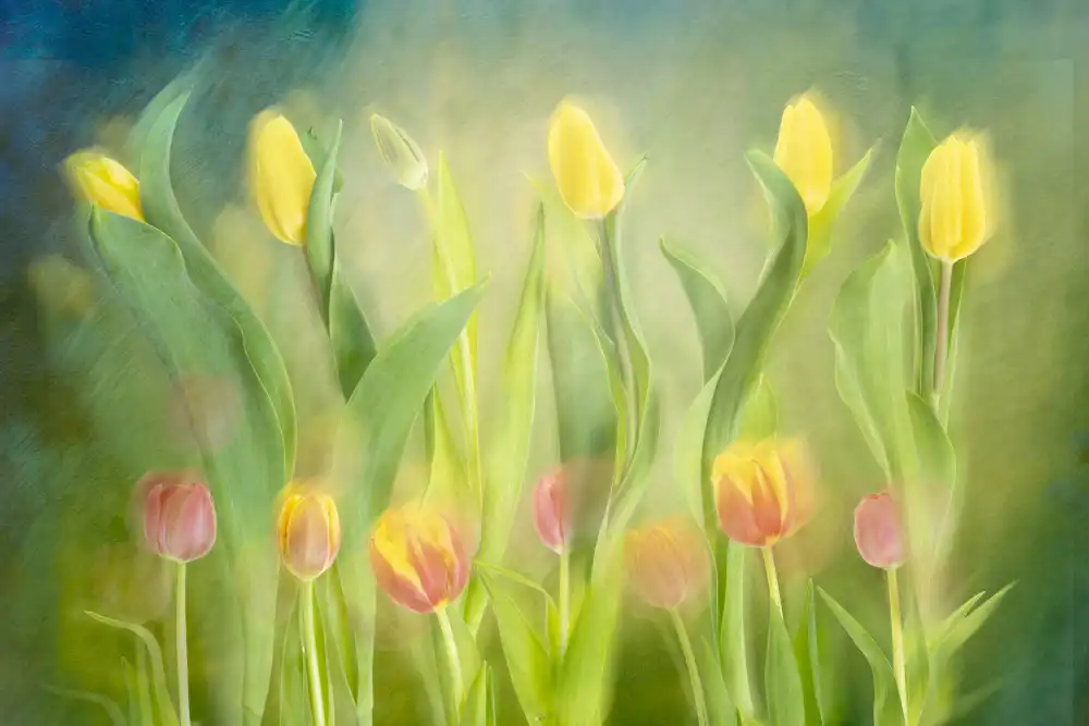 Son, van Greetje: tulipanes bailando
