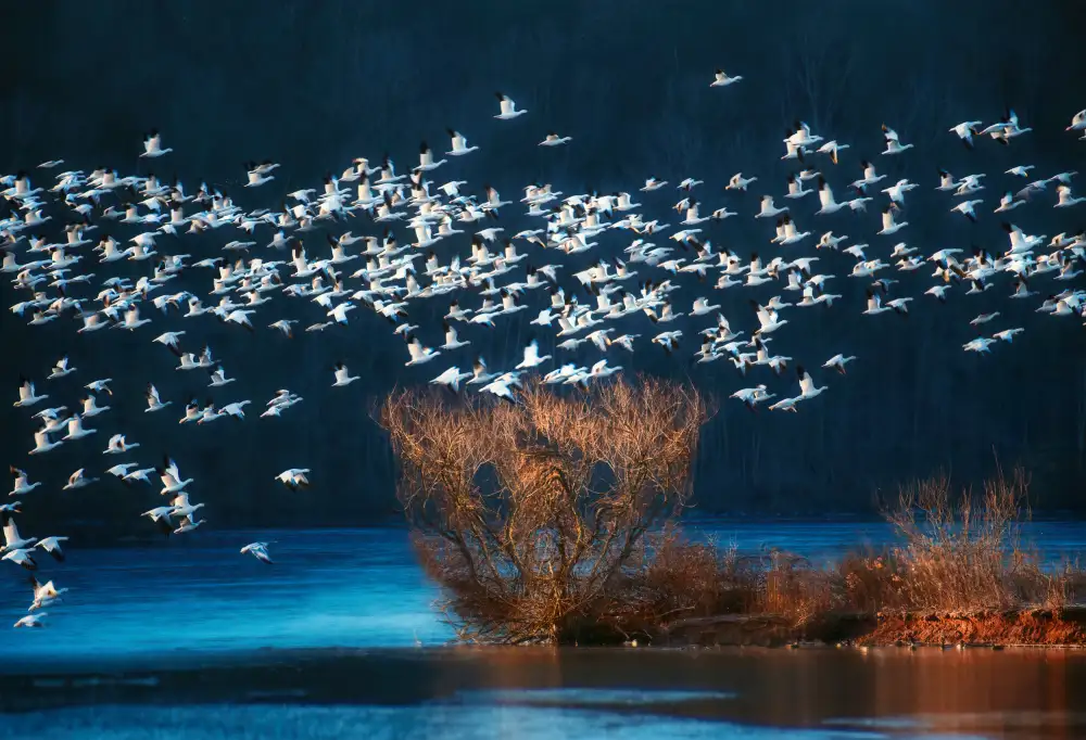 Catherine, W.: Snow Geese Migration