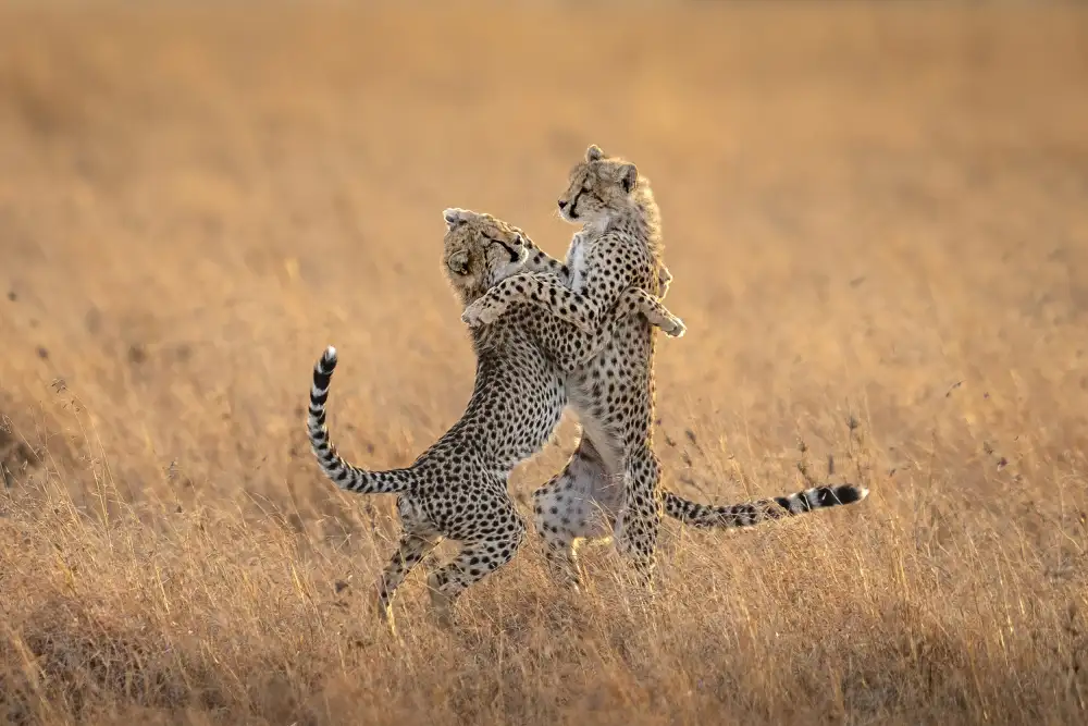 Tsui, Hung: Two cheetahs in the morning