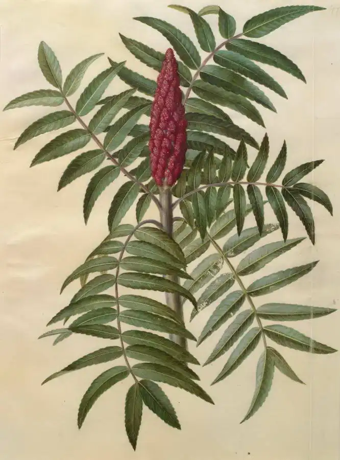 Holtzbecher, Johannes: Rhus typhina