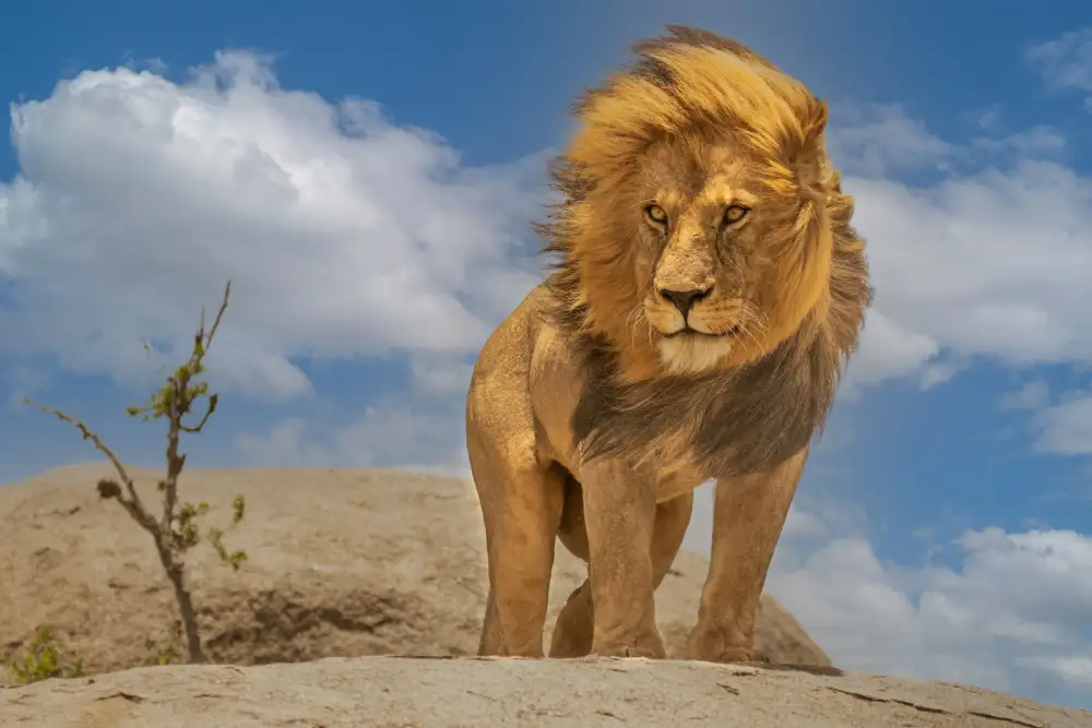 Bhatia, Yogesh: Le roi Lion