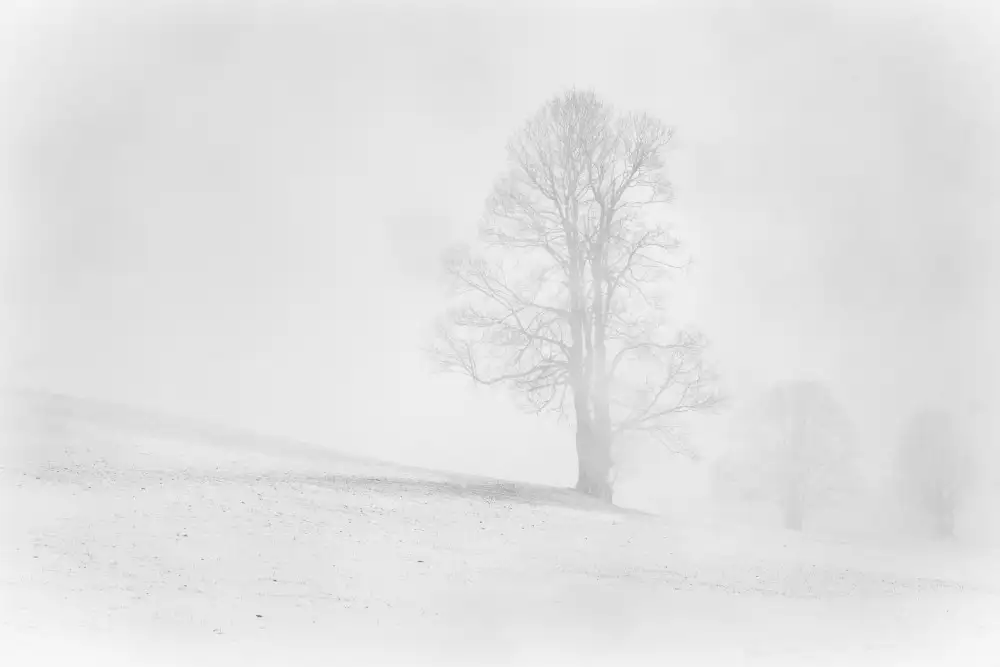 Keizer, Annie: Misty winter in the Allgau
