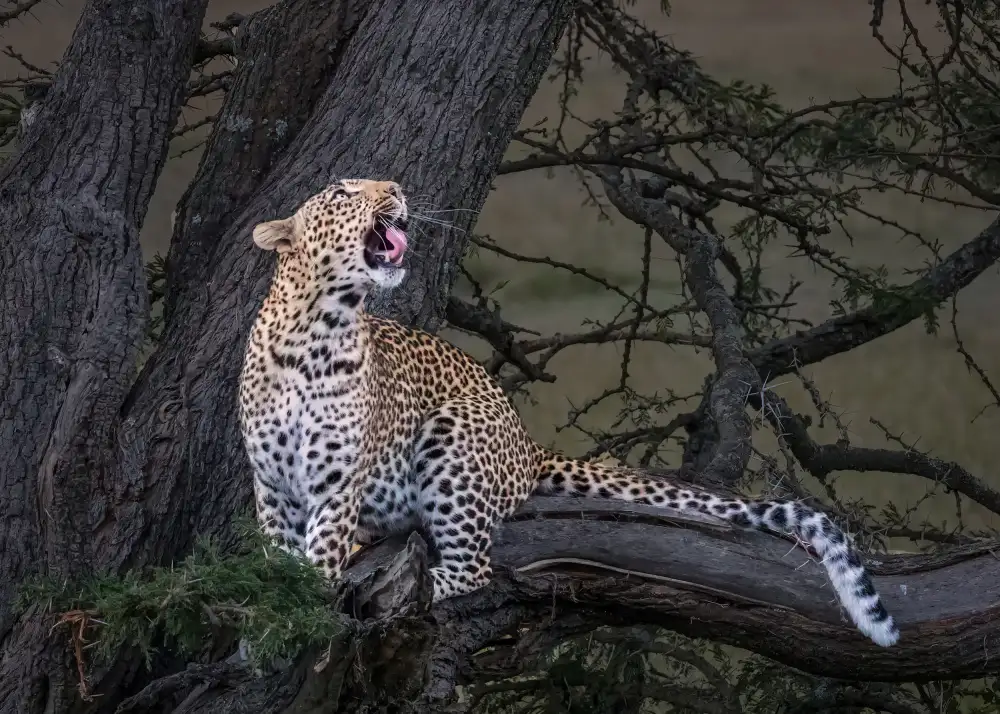 Chen, J. John: Leopardo