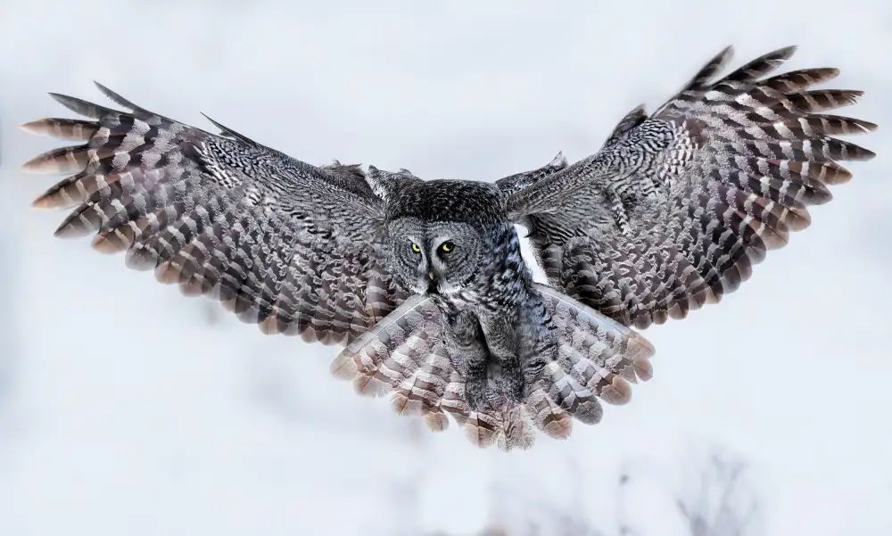 Zuo, Jun: Gran búho gris en vuelo