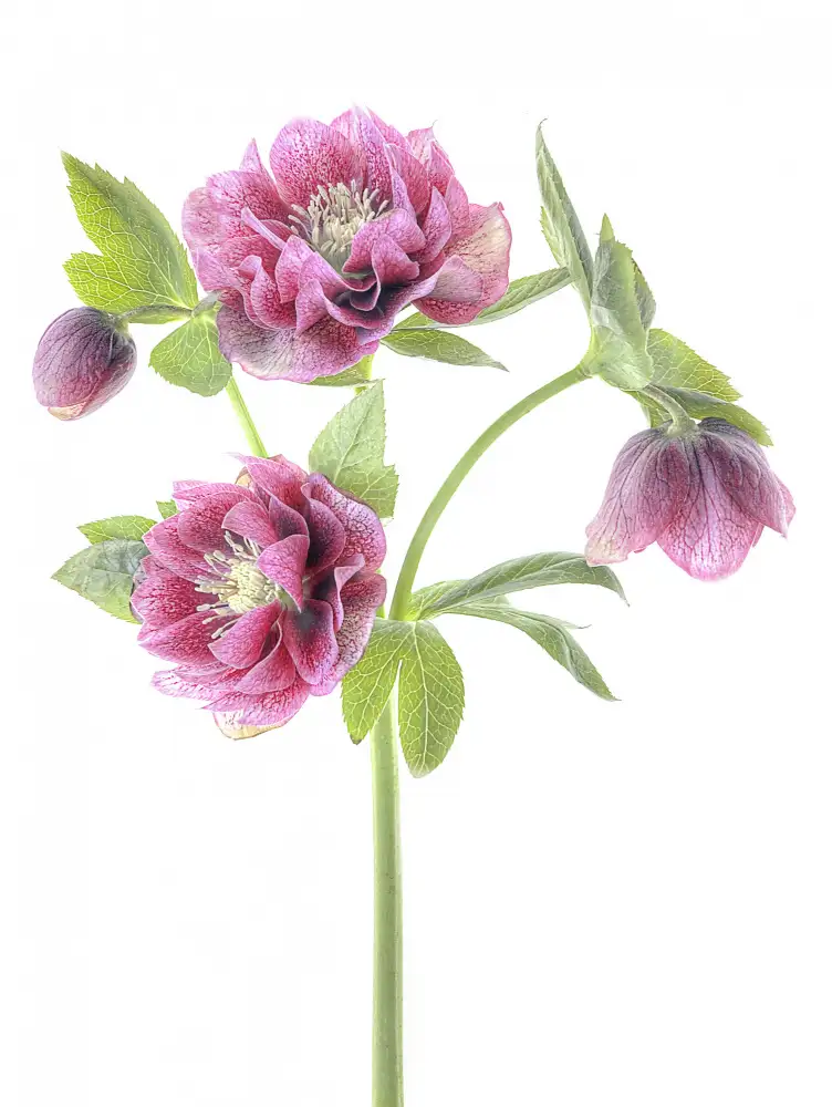 Parker, Jacky: Spring Hellebores