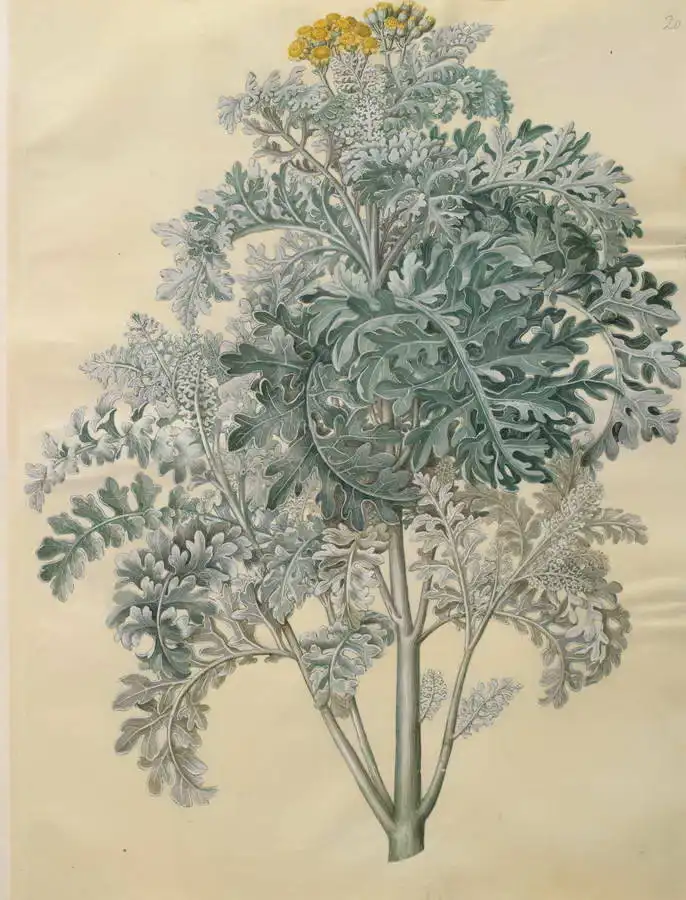 Holtzbecher, Johannes: Senocio bicolor