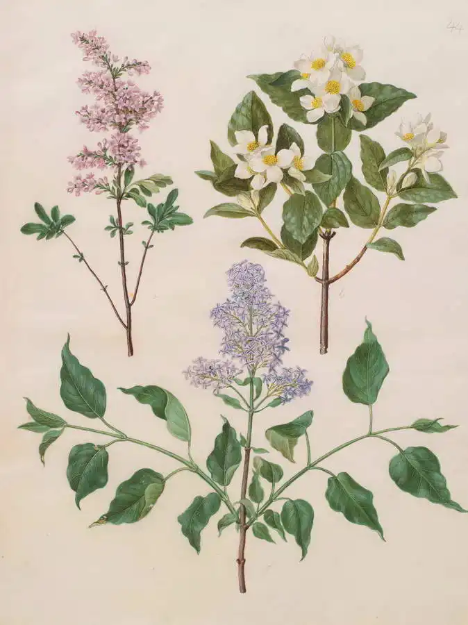 Holtzbecher, Johannes: Syringa vulgaris