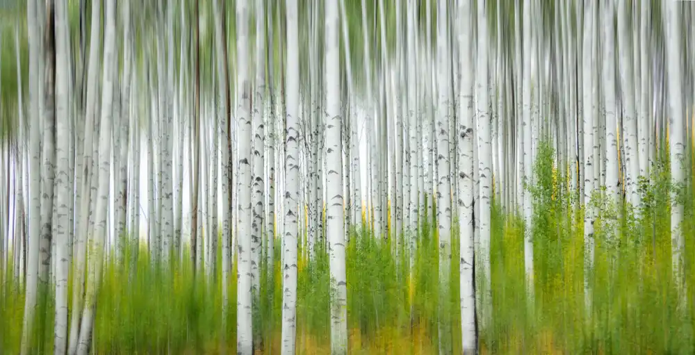Yang, Jimmy: Aspen Forest