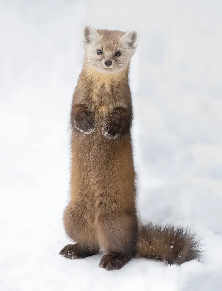 Suo, Jasmine: Pine Marten