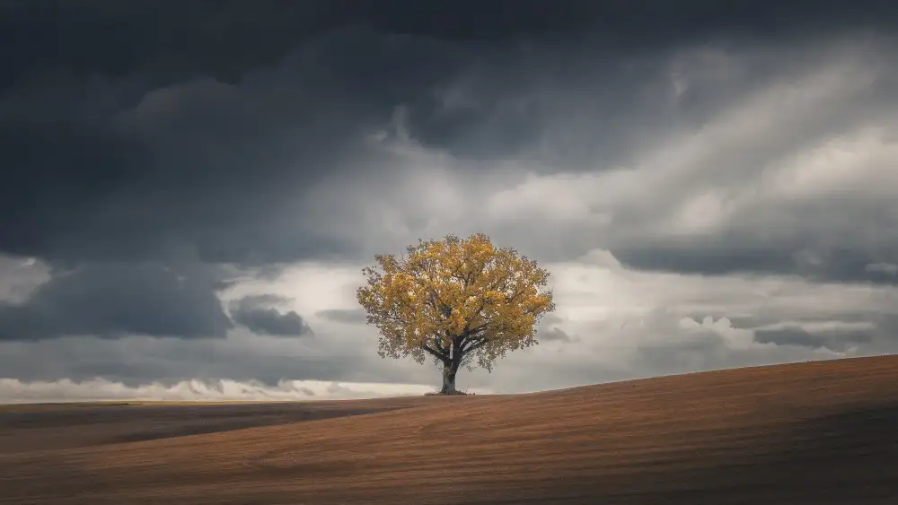 Franzoni, de Thomas: Soledad