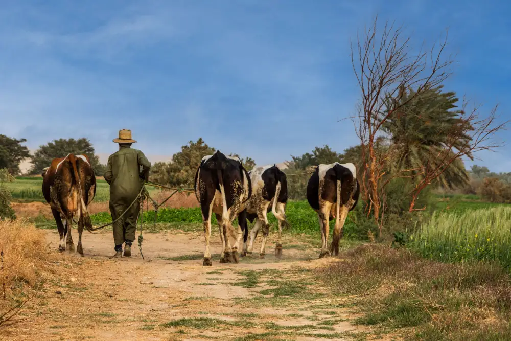 Ragab, Hesham: Ferme