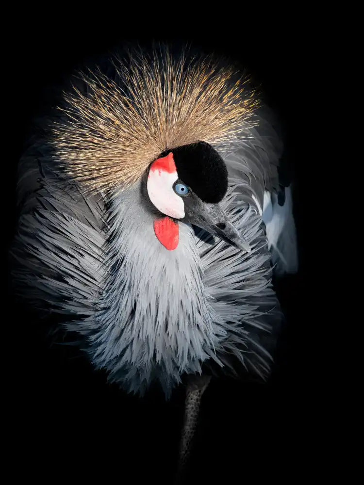 Guillemot, Mathilde: Retrato de grulla coronada gris