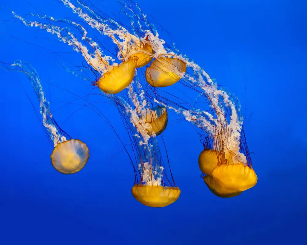 Beavis, Andrew: Dancing Jellyfish, #300