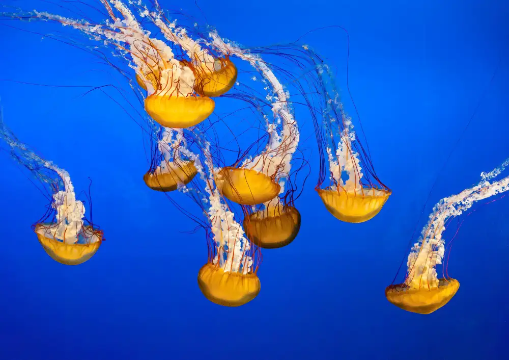 Beavis, Andrew: Dancing Jellyfish, #301