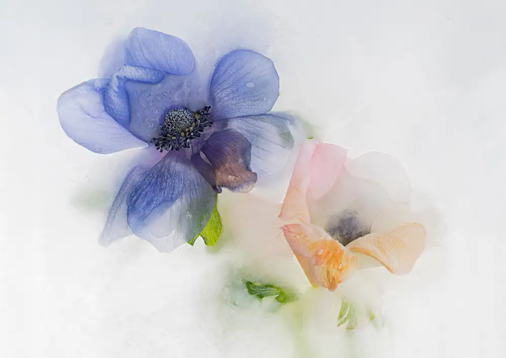 Uranga, Pedro: Blue and orange Anemone