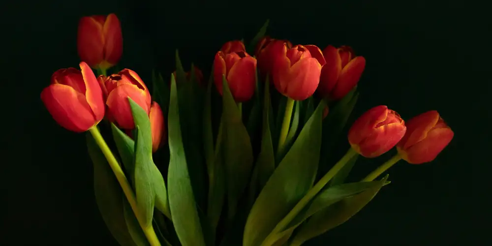 Malleray, de Delphine: Tulipani arancioni
