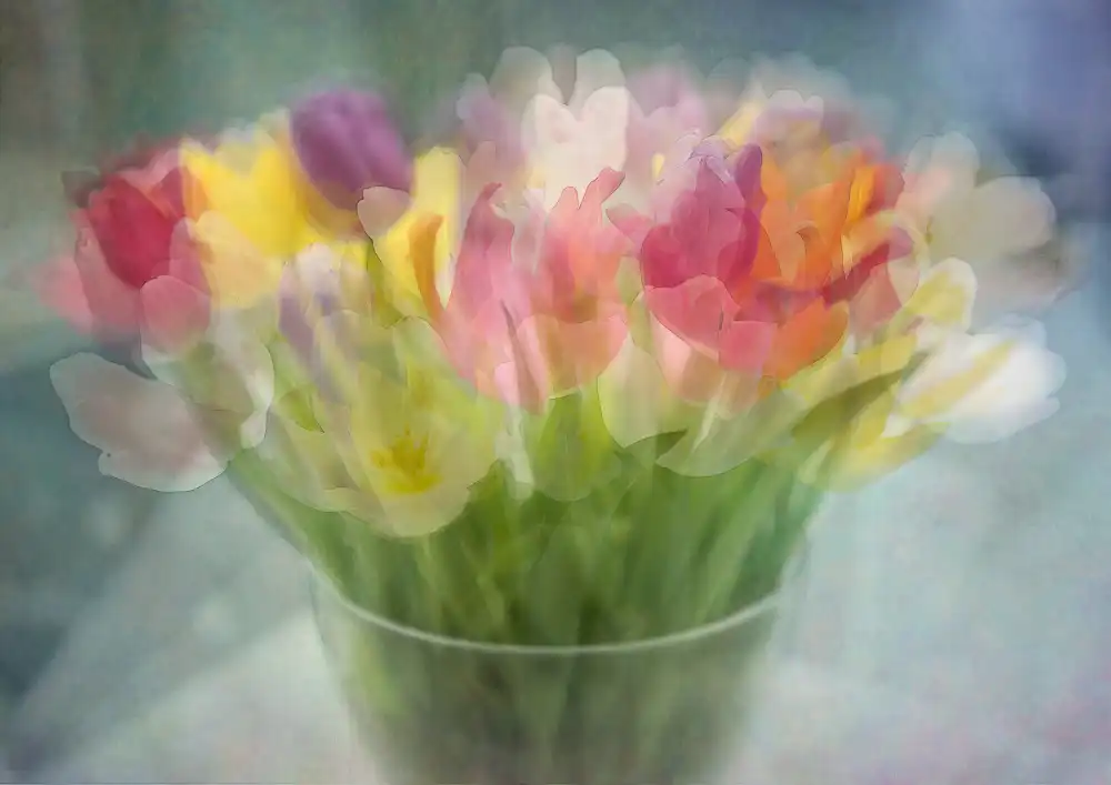 Holmström, Katarina: Tulipani