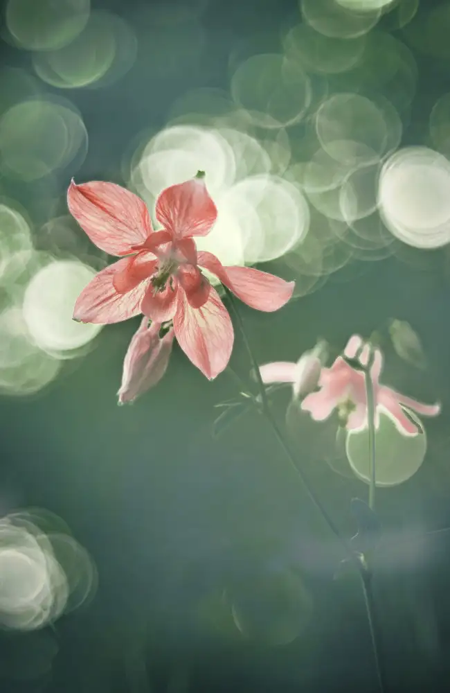 Helden, van Elisabeth: Columbine