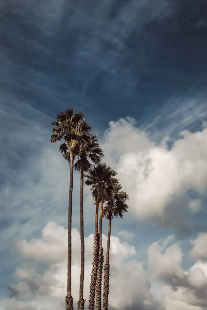 Mossholder, Tim: Palms and Clouds