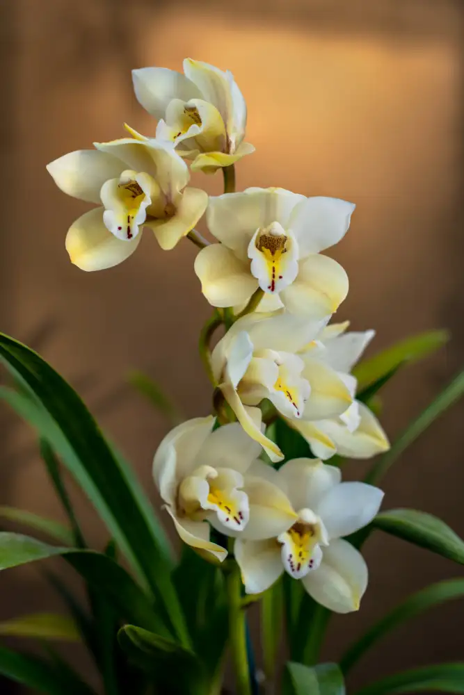 Mossholder, Tim: Orchids