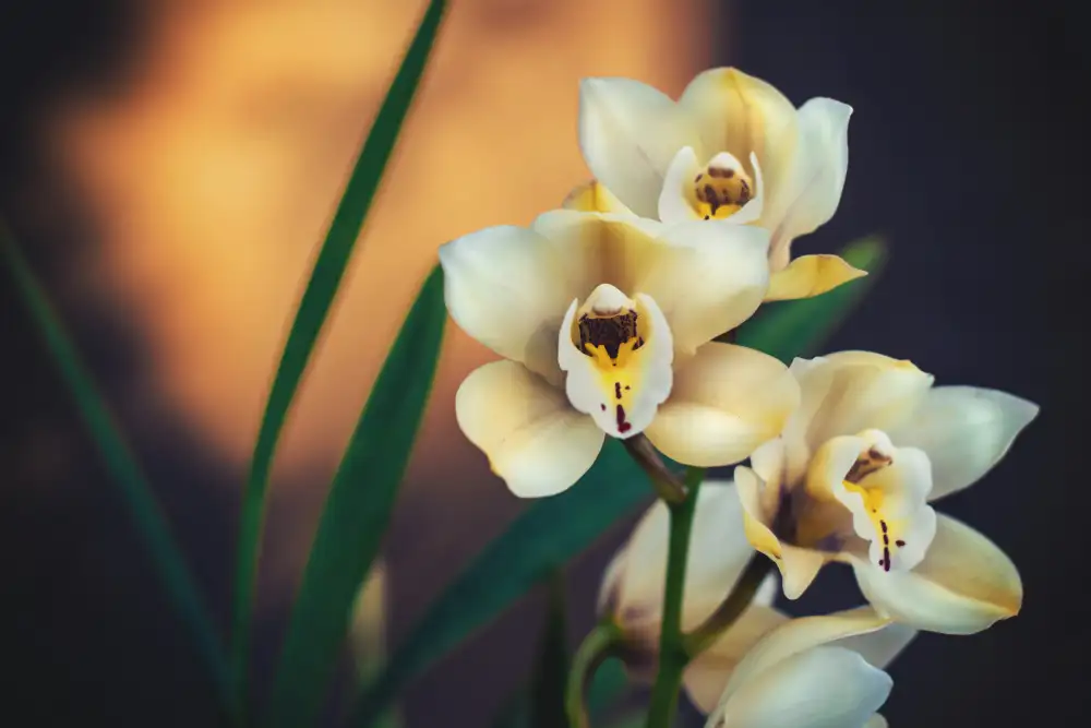 Mossholder, Tim: Orchids