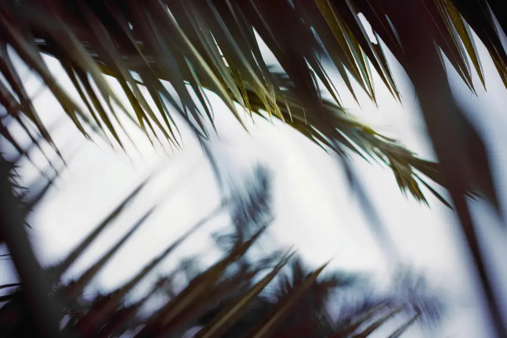 Mossholder, Tim: Palm Branches