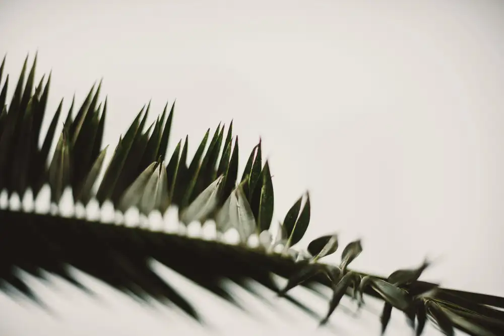 Mossholder, Tim: Palm Branches