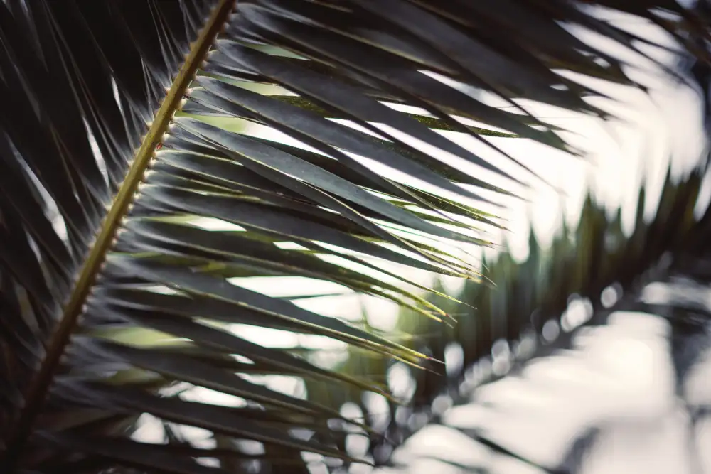 Mossholder, Tim: Palm Branches