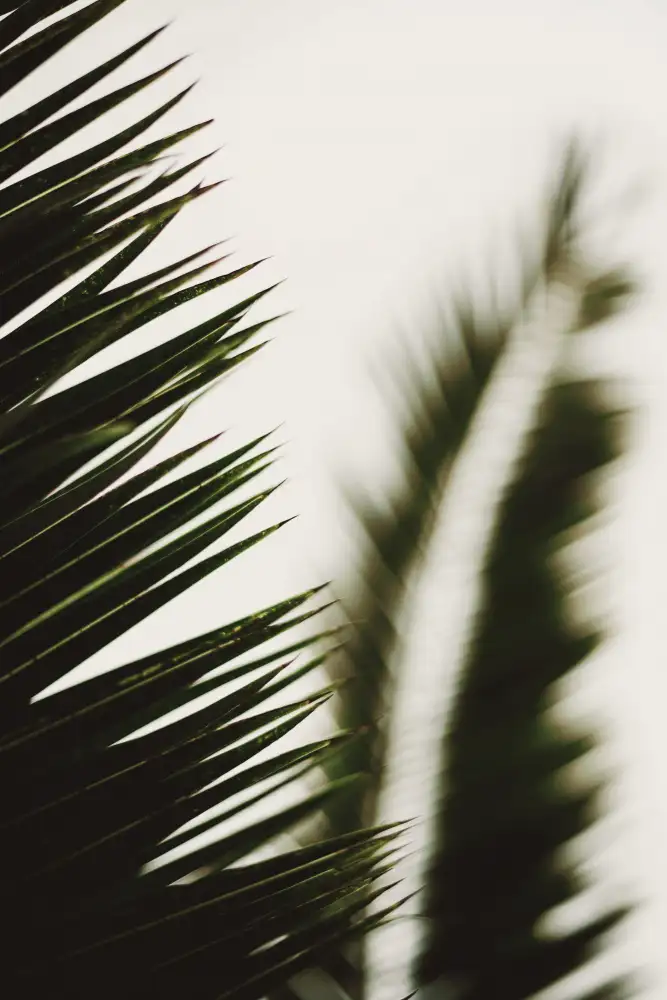 Mossholder, Tim: Palm Branches