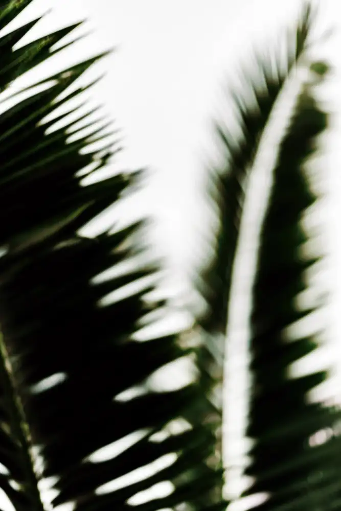 Mossholder, Tim: Palm Branches