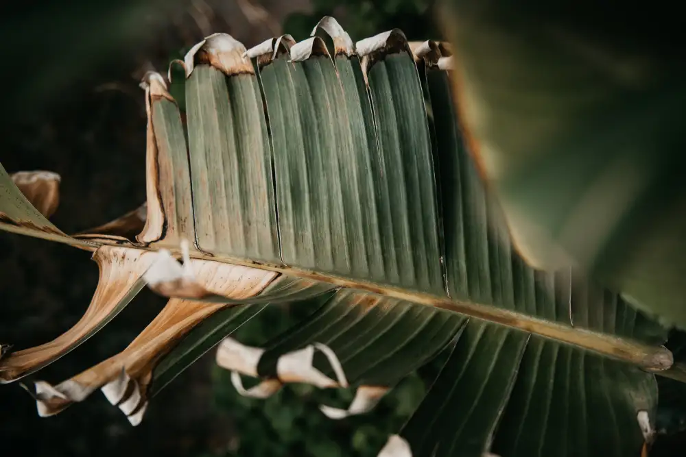 Mossholder, Tim: Palm Decay