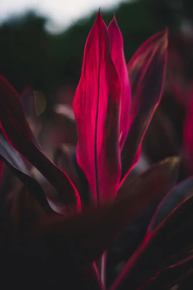 Mossholder, Tim: Red Plan at Dusk